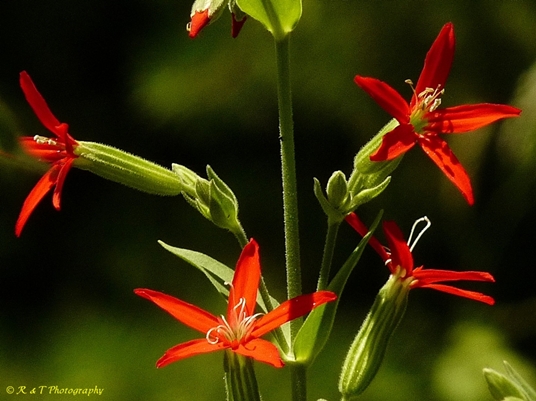 {Silene regia}